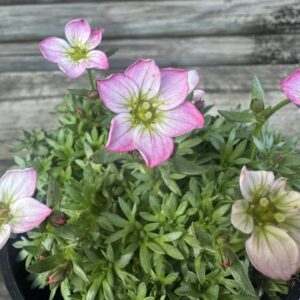 Saxifraga Picotee - 14 cm