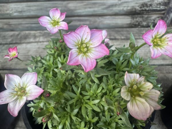 Saxifraga Picotee