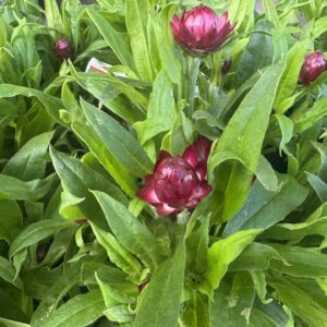 Bracteantha Mohave Purple Red - 14 cm