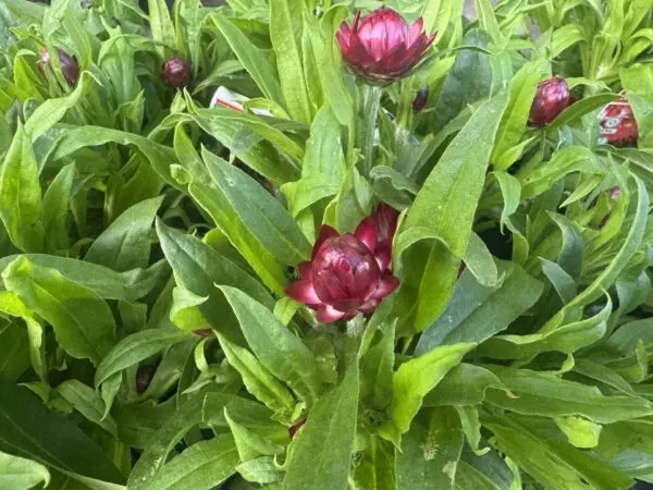 Bracteantha Mohave Purple Red