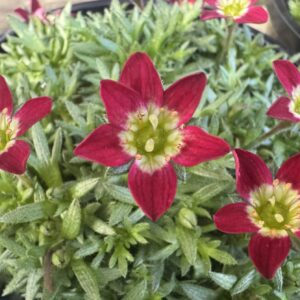Saxifraga Scarlet - 14 cm