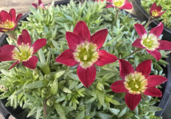 Saxifraga Scarlet