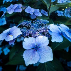 Hydrangea Trail Blazer