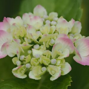 Hydrangea Trail Blazer
