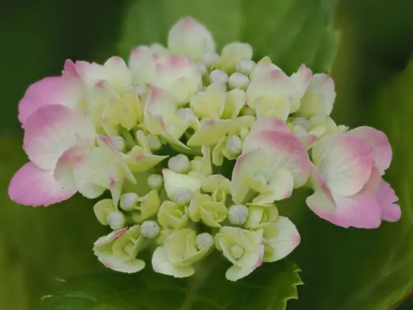 Hydrangea Trail Blazer