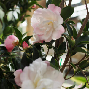 Camellia Pure Silk - 18 cm