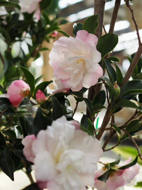 Camellia Pure Silk