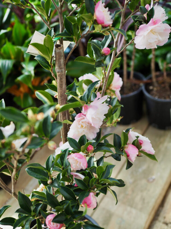 Camellia Pure Silk - Image 2