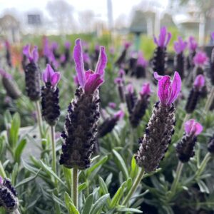 Lavender big night - 14 cm