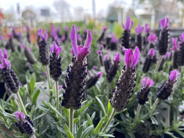 Lavender big night