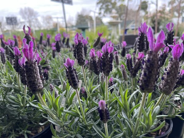 Lavender big night - Image 2