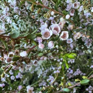 Thryptomene Saxicola - 20 cm