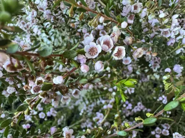 Thryptomene Saxicola