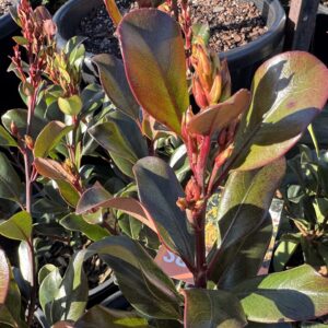 Rhaphiolepsis Hot Tips - 20 cm