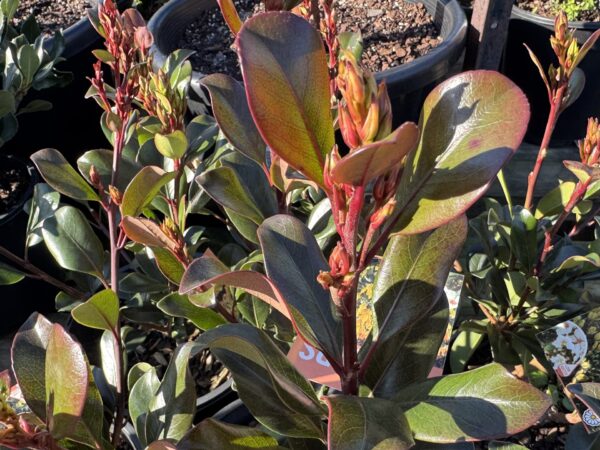 Rhaphiolepsis Hot Tips