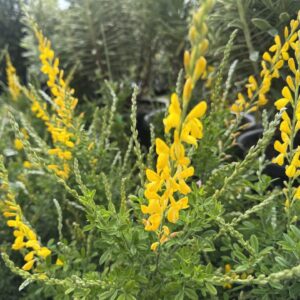 Dwarf Yellow Broom