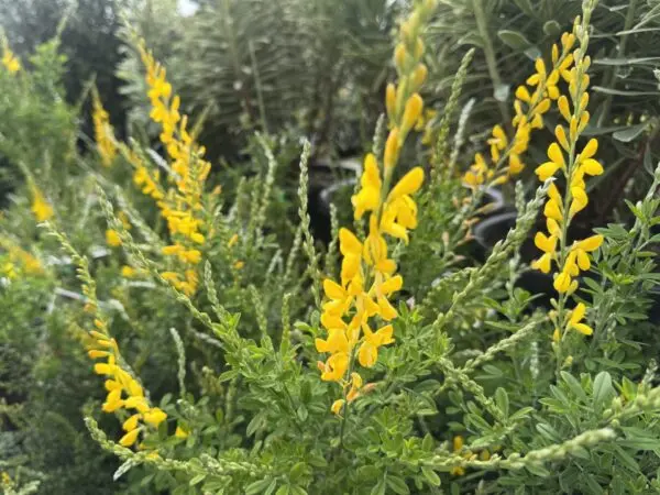 Dwarf Yellow Broom
