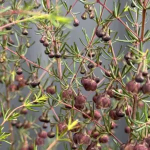 Brown Boronia - 14 cm