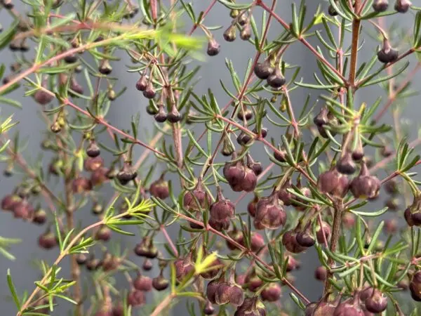 Brown Boronia