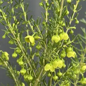 Boronia Lutea