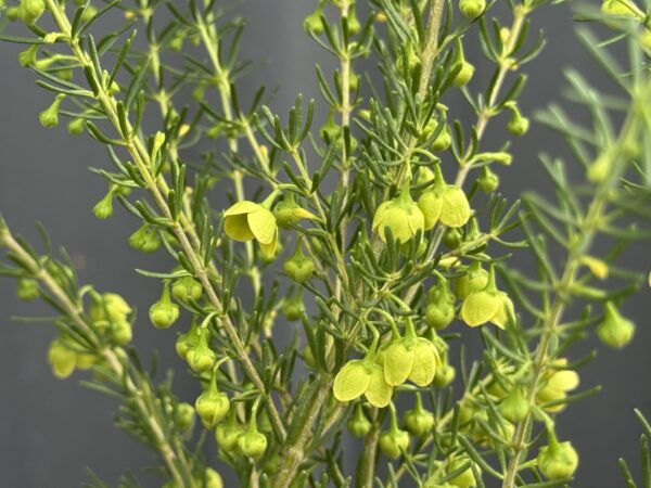 Boronia megastigma Lutea