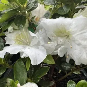 Azalea White Bouquet - 20 cm