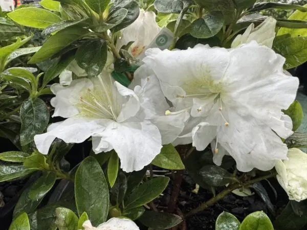 Azalea White Bouquet