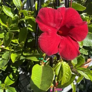 Mandevilla Diamantina
