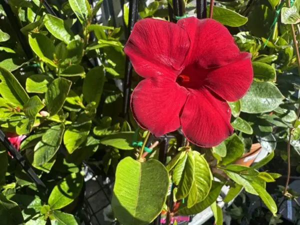 Mandevilla Diamantina