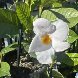 Mandevilla Diamantina