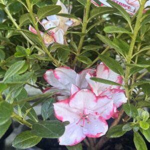 Azalea Candy Stripe - 20 cm