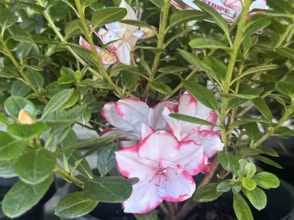 Azalea Candy Stripe