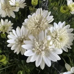 African Daisy