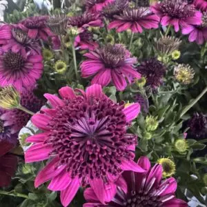 African Daisy