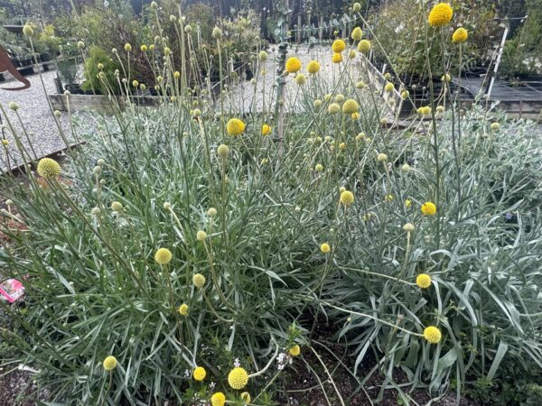 Billy Buttons - Image 2