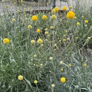 Billy Buttons - 14 cm
