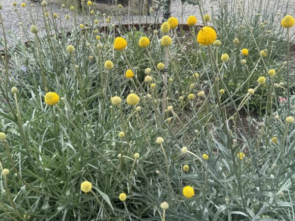 Billy Buttons