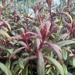 Gaura Baby Butterflies Rose - 14 cm