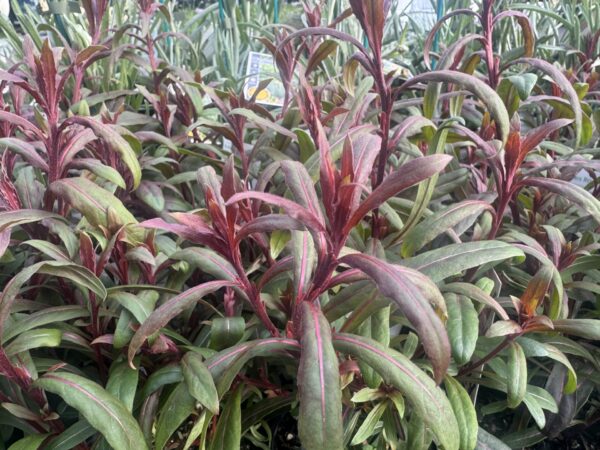 Gaura Baby Butterflies Rose