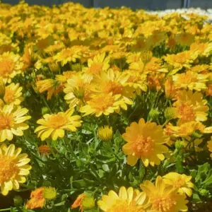 African Daisy