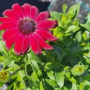 African Daisy