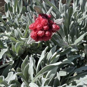 Helichrysum Red Jewel