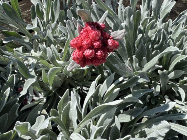 Helichrysum Red Jewel