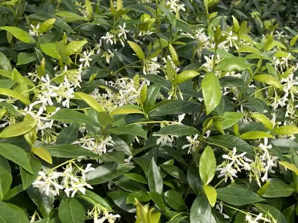Asiatic Jasmine Large leaf form