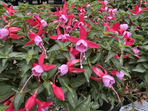 Fushsia