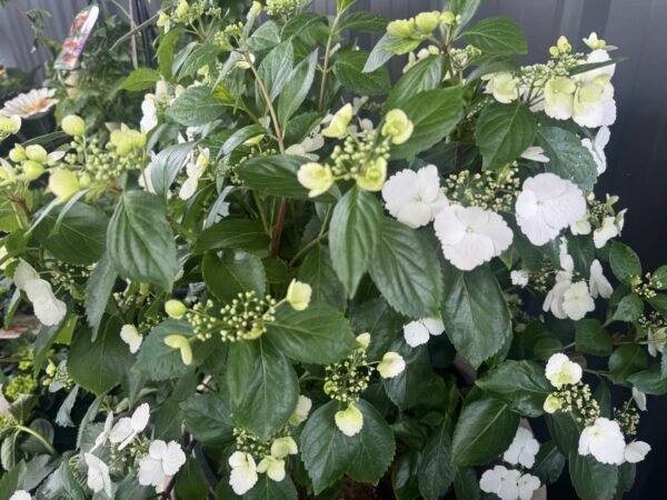 Hydrangea Runaway Bride