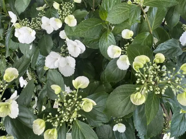 Hydrangea Runaway Bride - Image 2